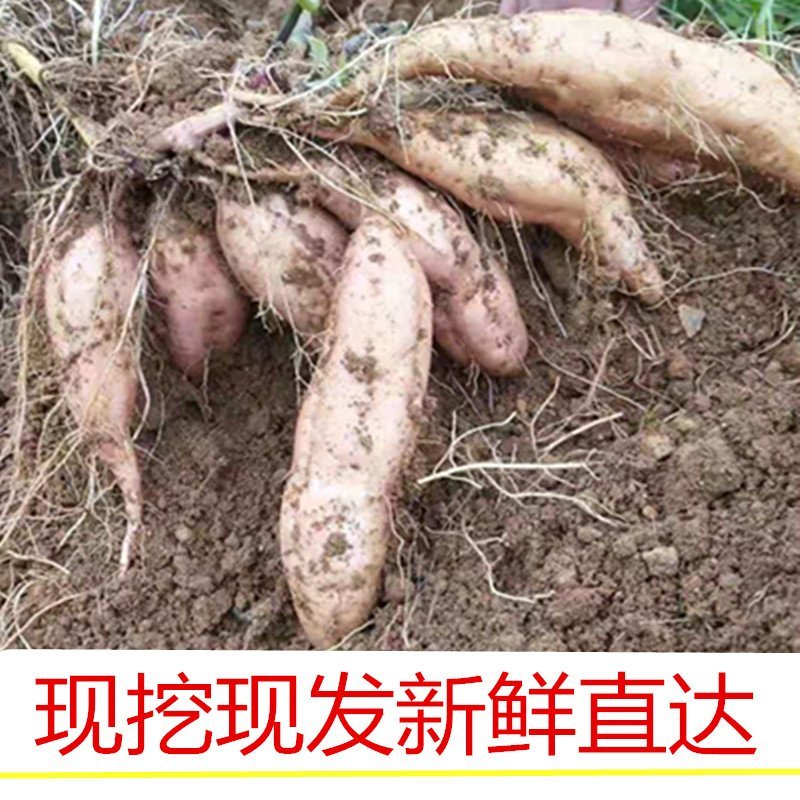 贵州紫云红薯原产地供货