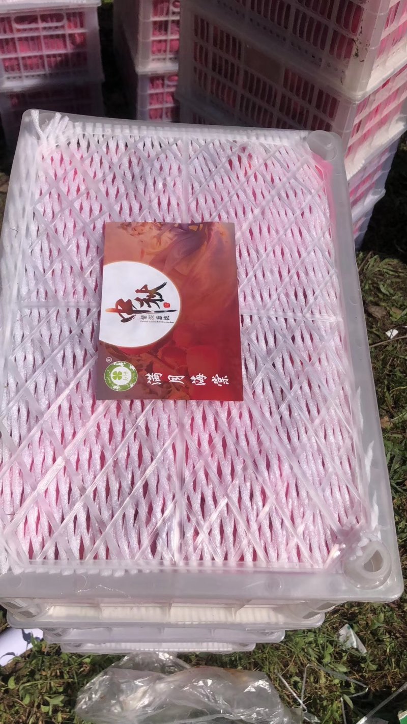 鸡心果锦绣海棠红海棠小苹果