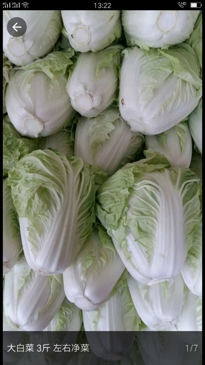 大白菜