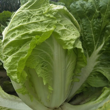 大白菜