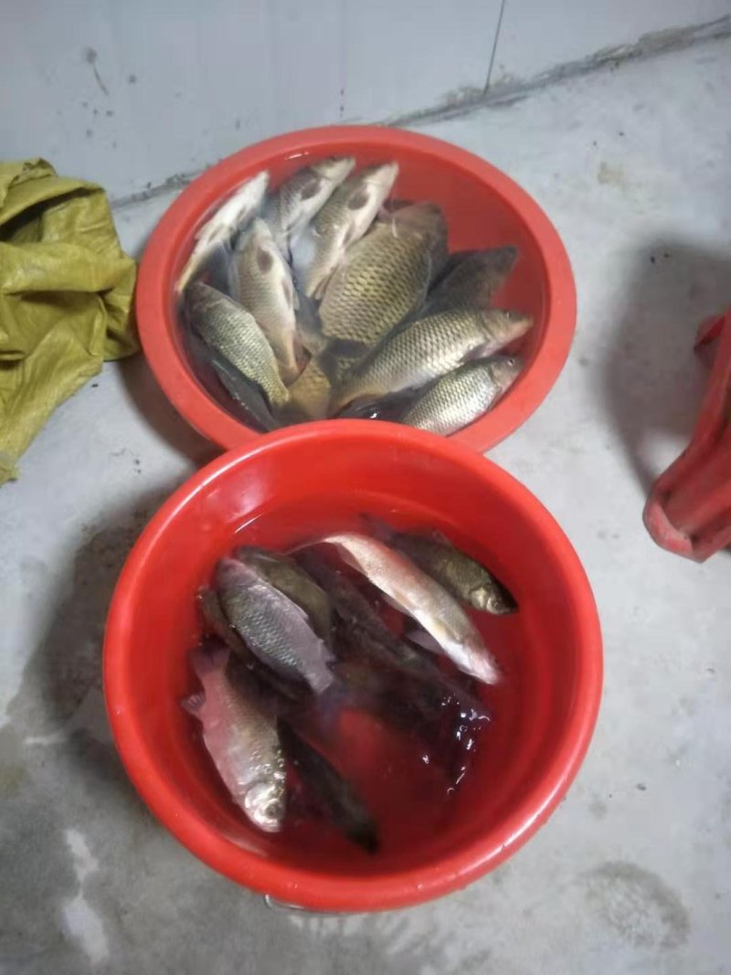 借粮湖野生鱼