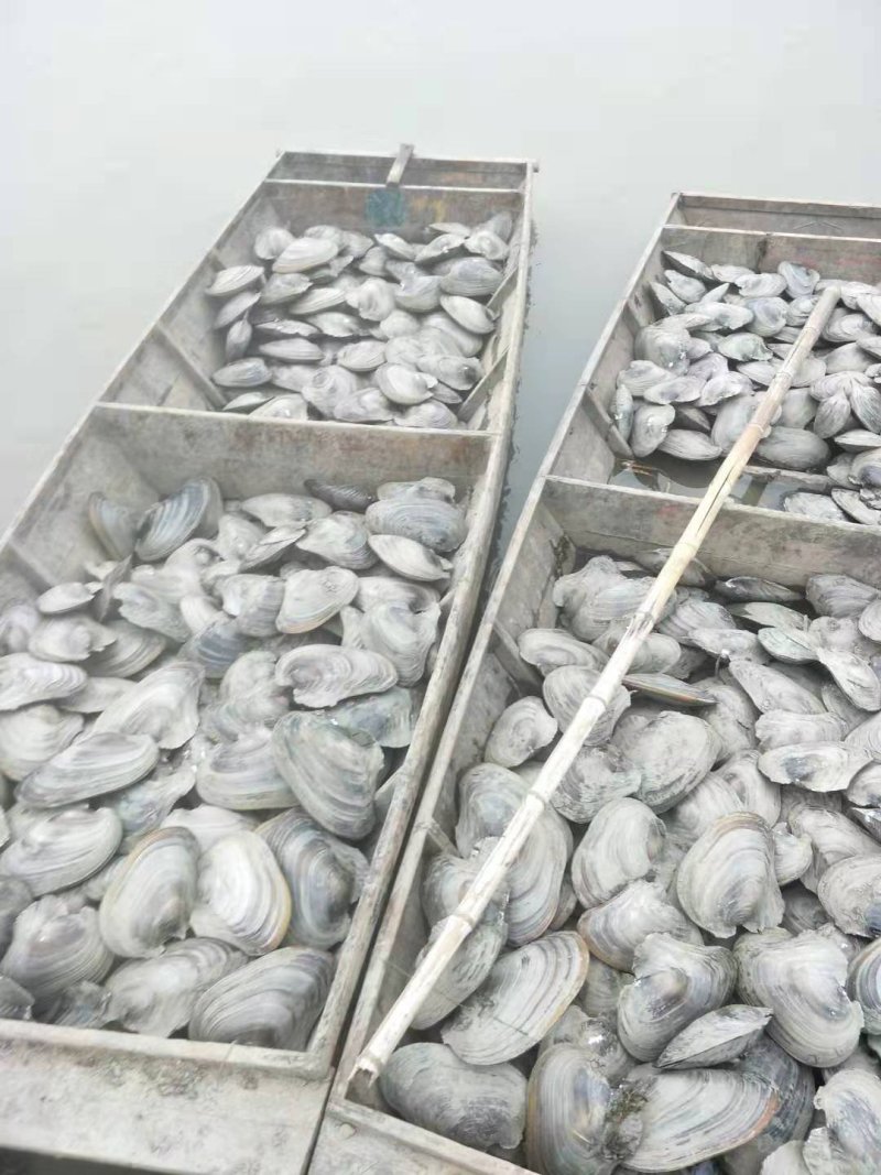 借粮湖野生鱼