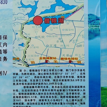 借粮湖野生鱼