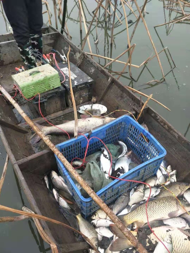 借粮湖野生鱼