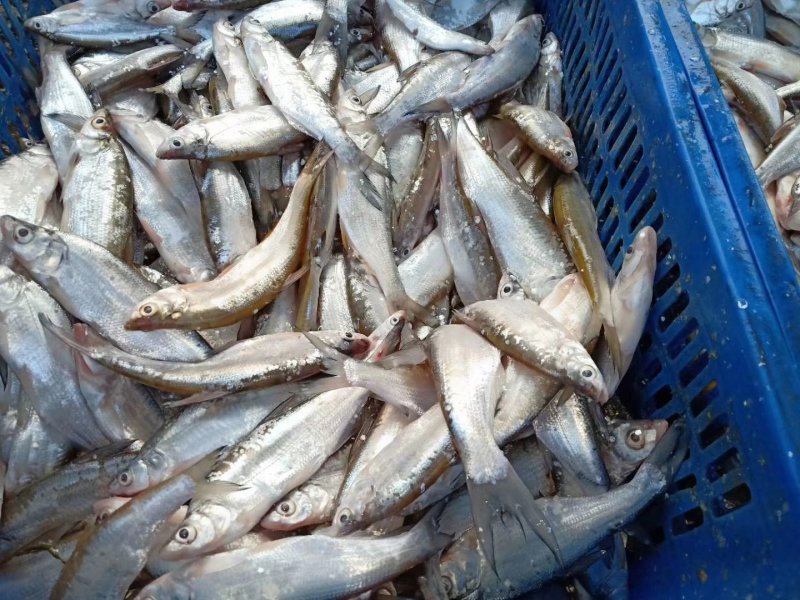 借粮湖野生鱼