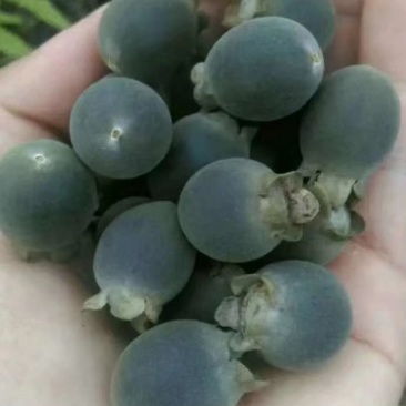 【有好货】野生桃金娘山捻子，干货鲜货都有，一手货源