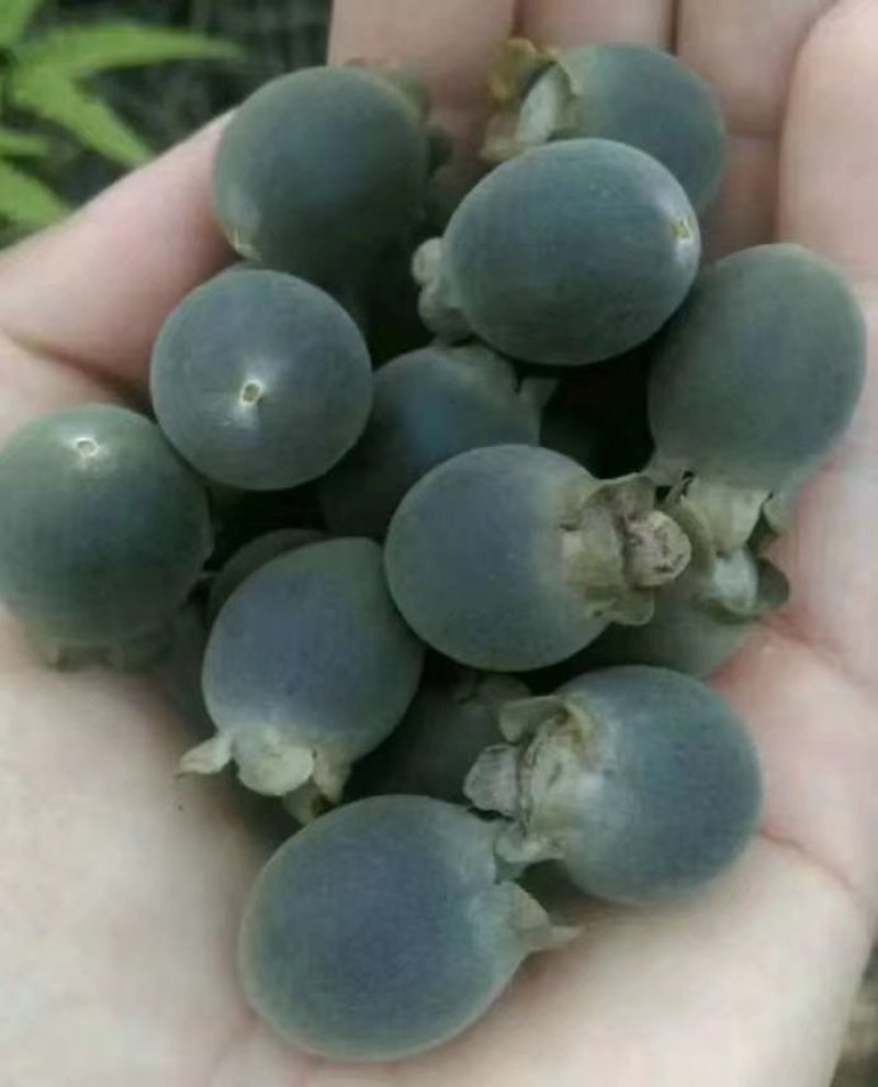【有好货】野生桃金娘山捻子，干货鲜货都有，一手货源