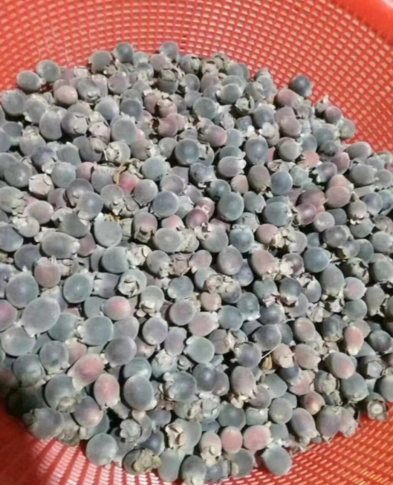 【有好货】野生桃金娘山捻子，干货鲜货都有，一手货源