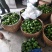 东江湖蜜桔大量上市中