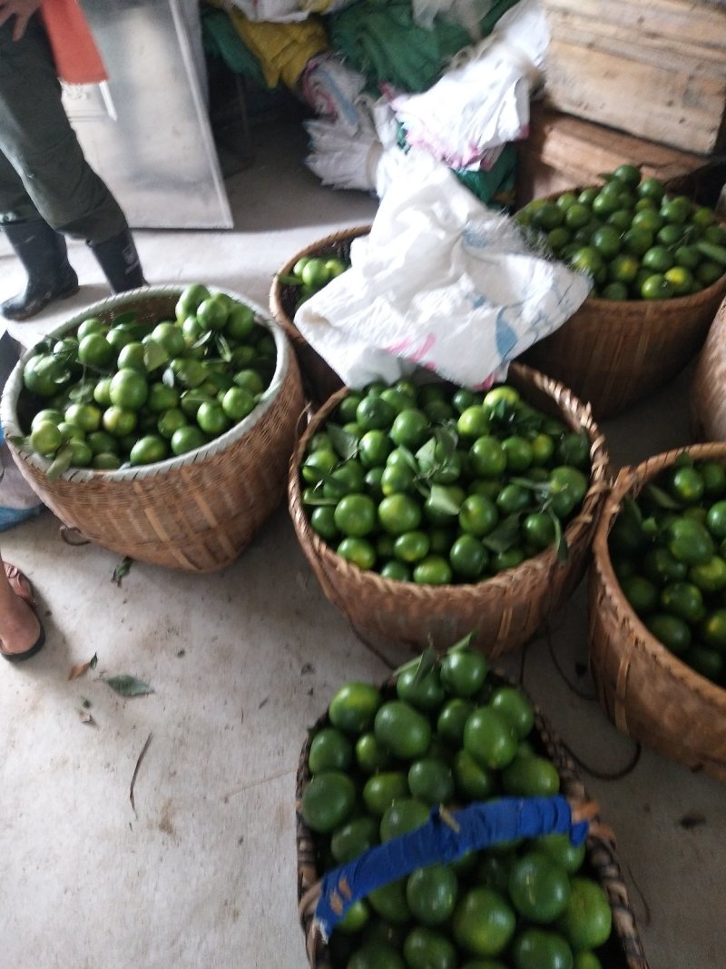 东江湖蜜桔大量上市中