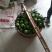 东江湖蜜桔大量上市中