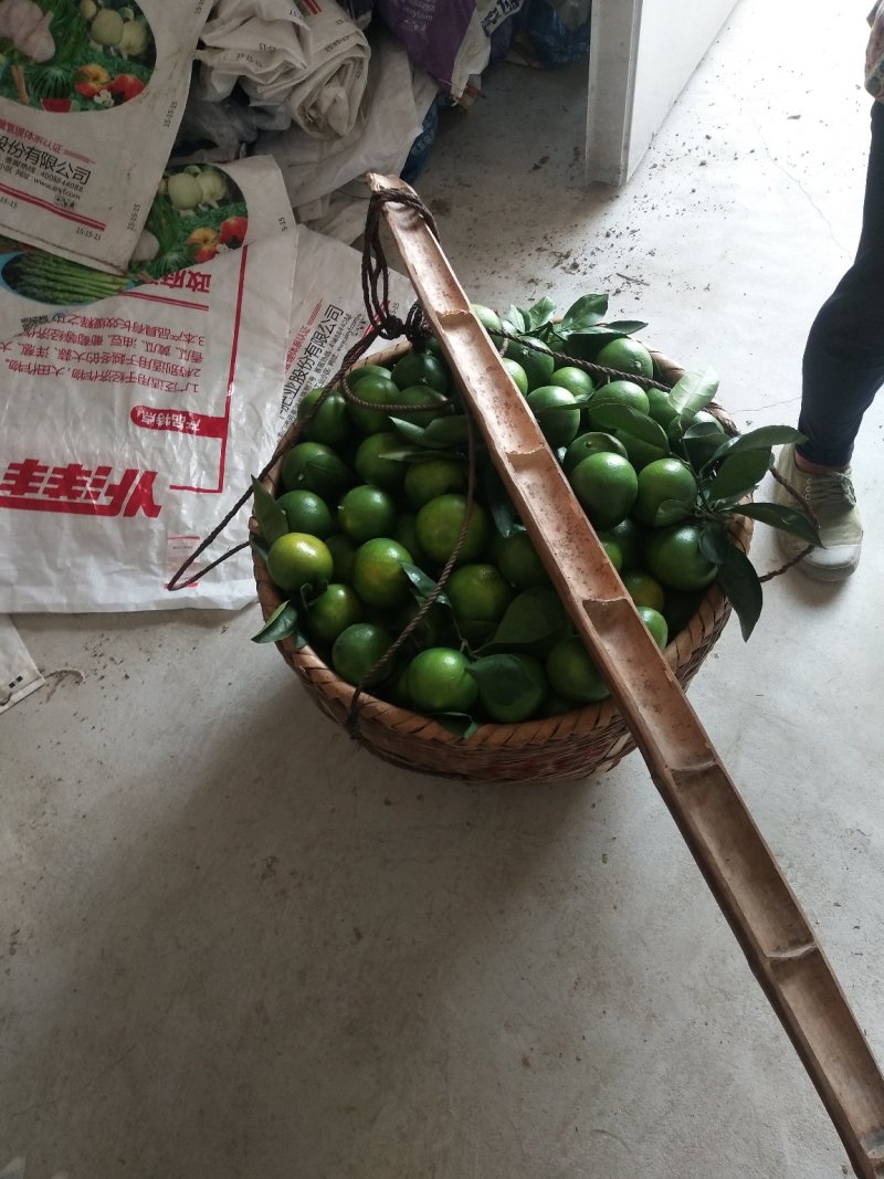 东江湖蜜桔大量上市中