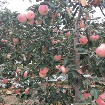 寒富苹果上市了，口感甜脆