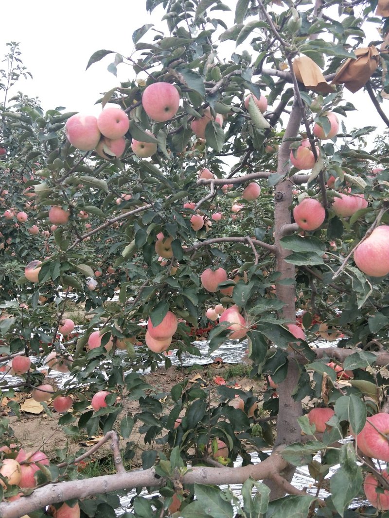 寒富苹果上市了，口感甜脆