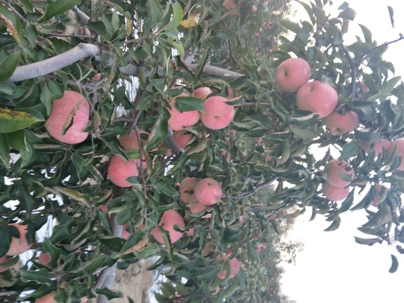 寒富苹果上市了，口感甜脆