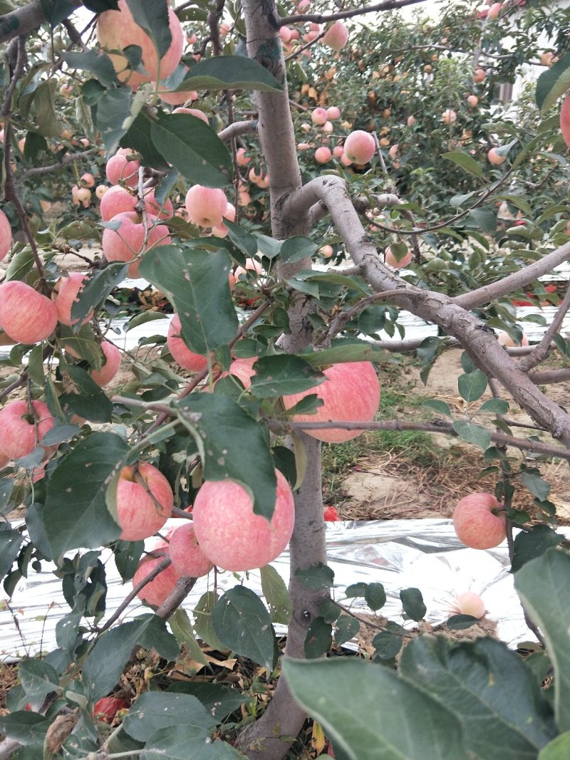 寒富苹果上市了，口感甜脆