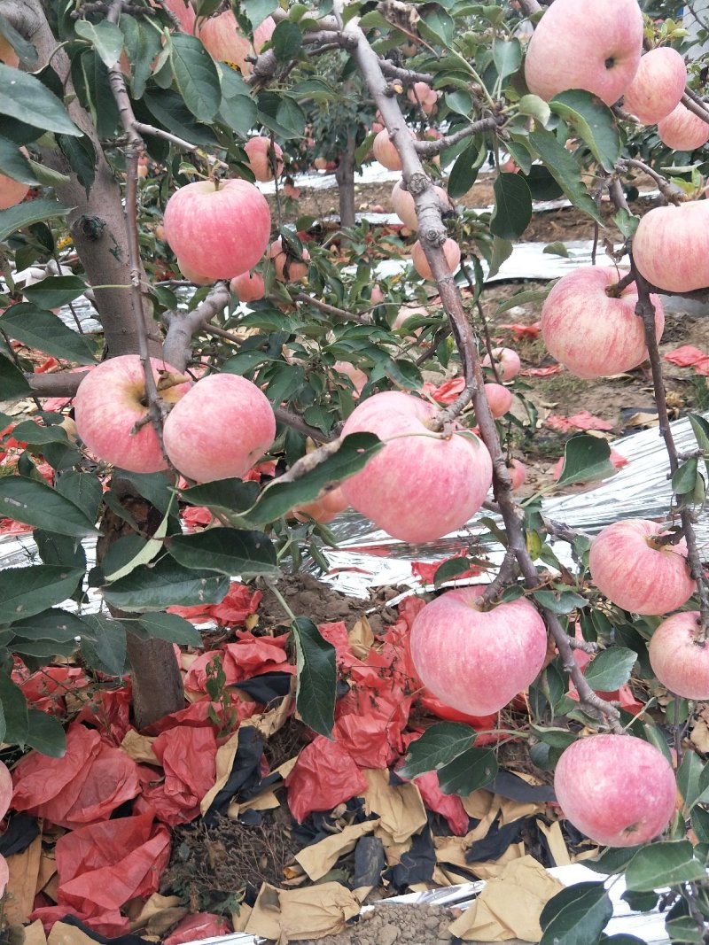 寒富苹果上市了，口感甜脆
