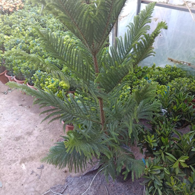 南洋松小苗南洋杉树苗圣诞树花卉盆景盆栽四季常青除甲醛防