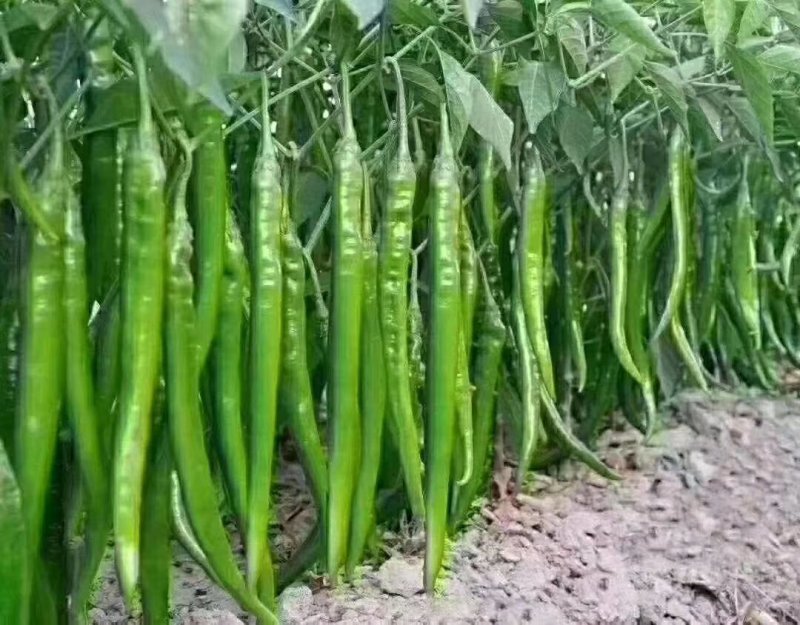 线椒青条黑条大棚种植大型商超供应全国代发