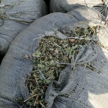 花生秧无地膜，过滚筒筛，颜色绿，干度好，