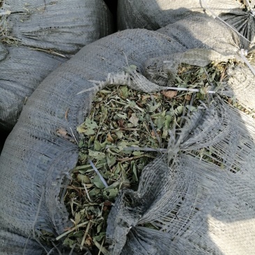 花生秧无地膜，过滚筒筛，颜色绿，干度好，