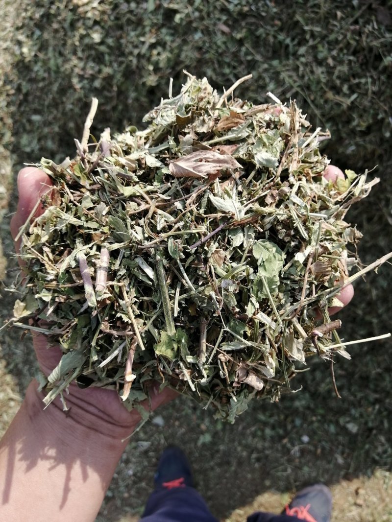 花生秧无地膜，过滚筒筛，颜色绿，干度好，