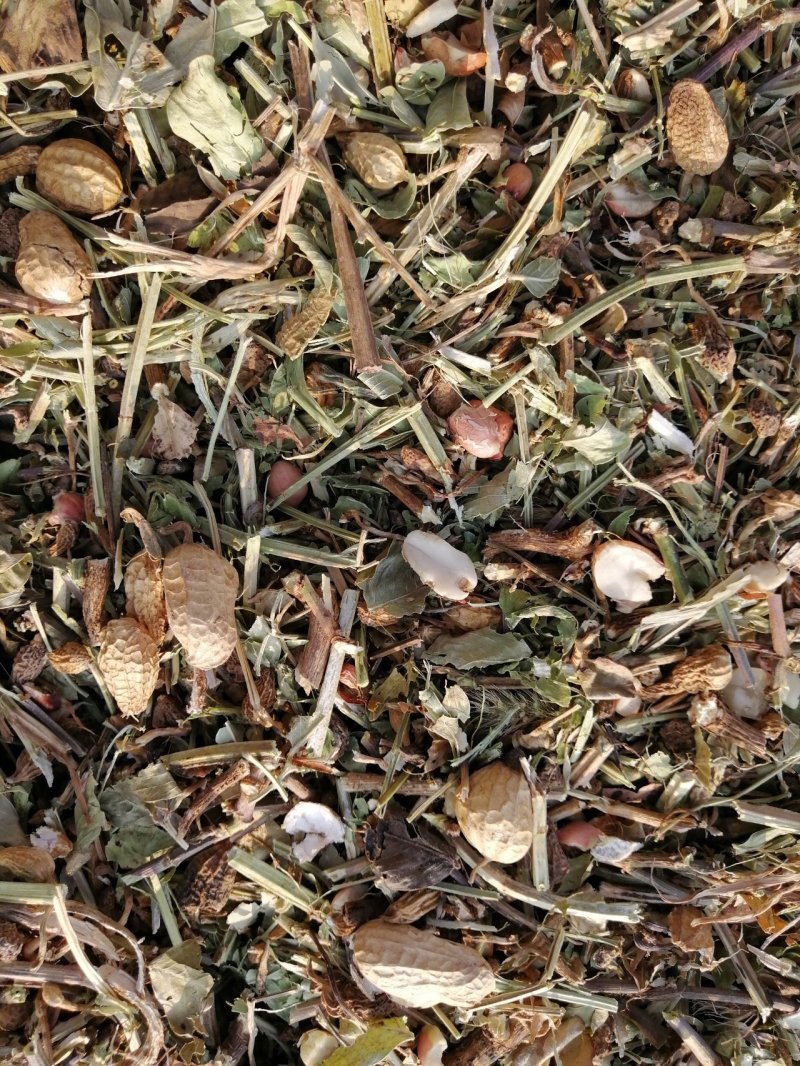 花生秧无地膜，过滚筒筛，颜色绿，干度好，