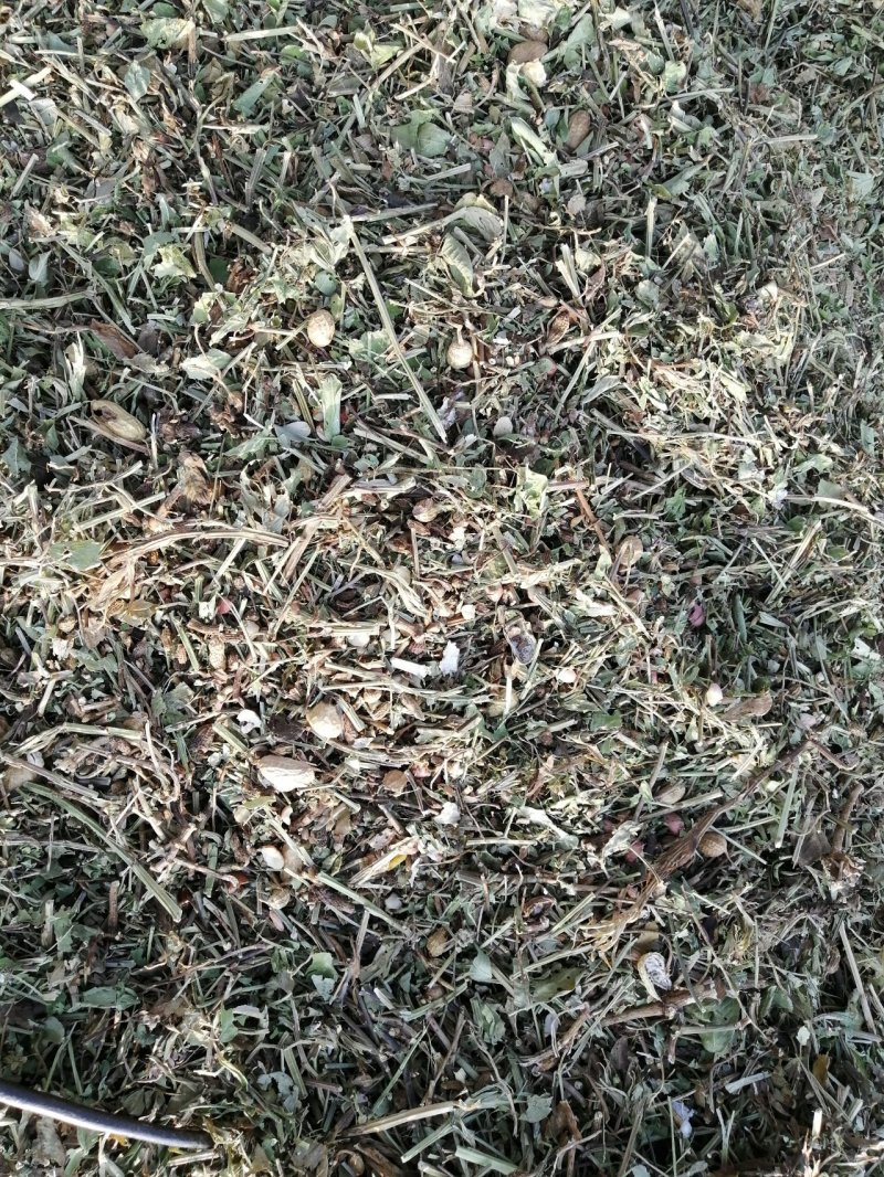 花生秧无地膜，过滚筒筛，颜色绿，干度好，