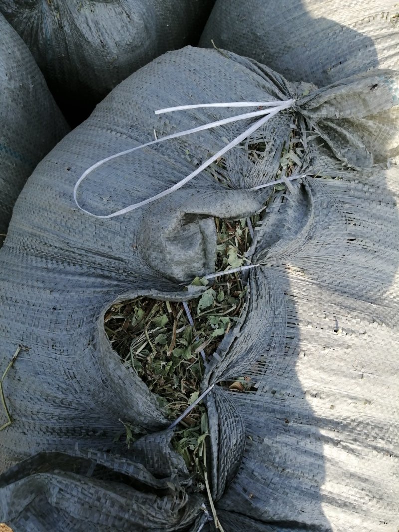 花生秧无地膜，过滚筒筛，颜色绿，干度好，