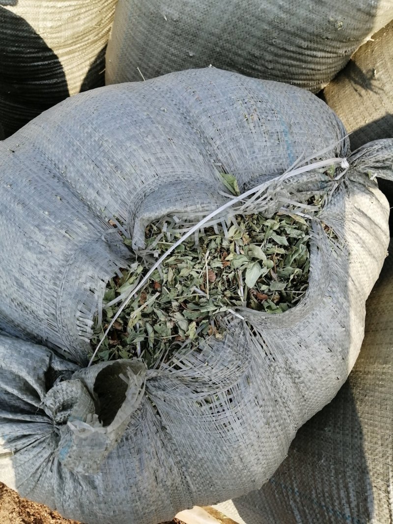 花生秧无地膜，过滚筒筛，颜色绿，干度好，