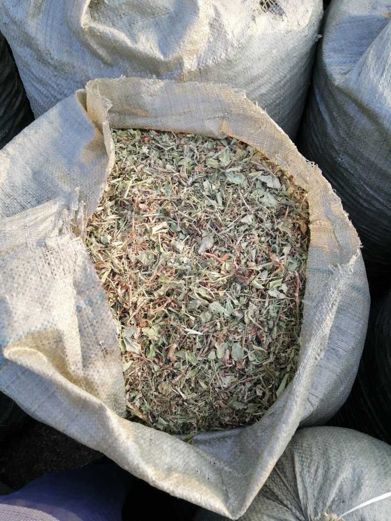 花生秧无地膜，过滚筒筛，颜色绿，干度好，