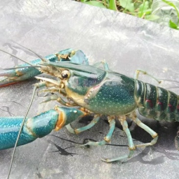 澳洲淡水龙虾