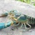澳洲淡水龙虾
