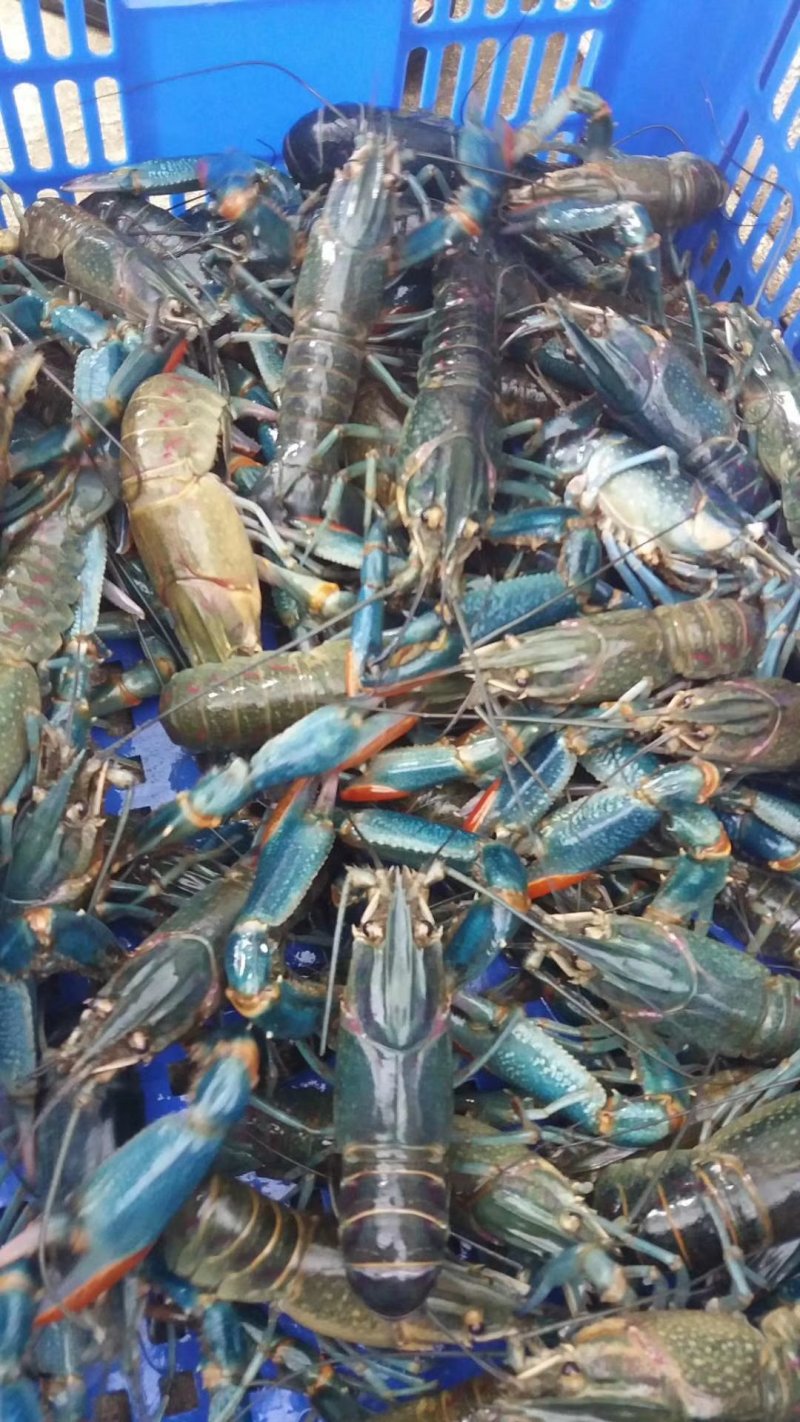 澳洲淡水龙虾