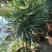 孔雀木盆栽细叶观赏植物办公室家居阳台庭院高档净化空气