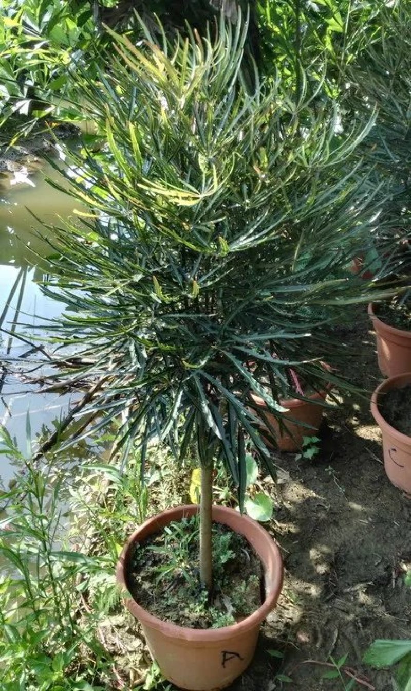 孔雀木盆栽细叶观赏植物办公室家居阳台庭院高档净化空气