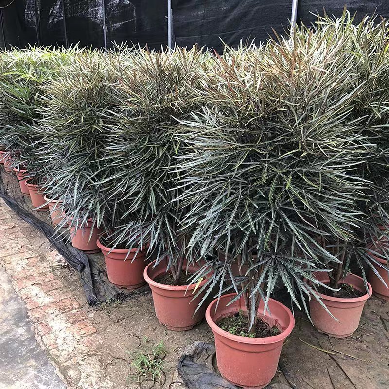 孔雀木盆栽细叶观赏植物办公室家居阳台庭院高档净化空气