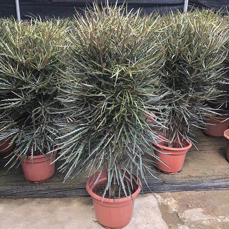 孔雀木盆栽细叶观赏植物办公室家居阳台庭院高档净化空气