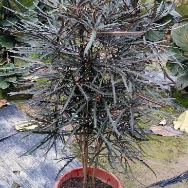 孔雀木盆栽细叶观赏植物办公室家居阳台庭院高档净化空气
