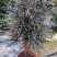孔雀木盆栽细叶观赏植物办公室家居阳台庭院高档净化空气