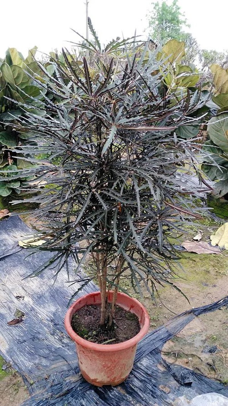孔雀木盆栽细叶观赏植物办公室家居阳台庭院高档净化空气
