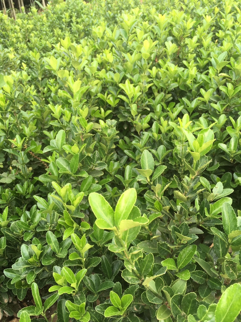 出售卫矛