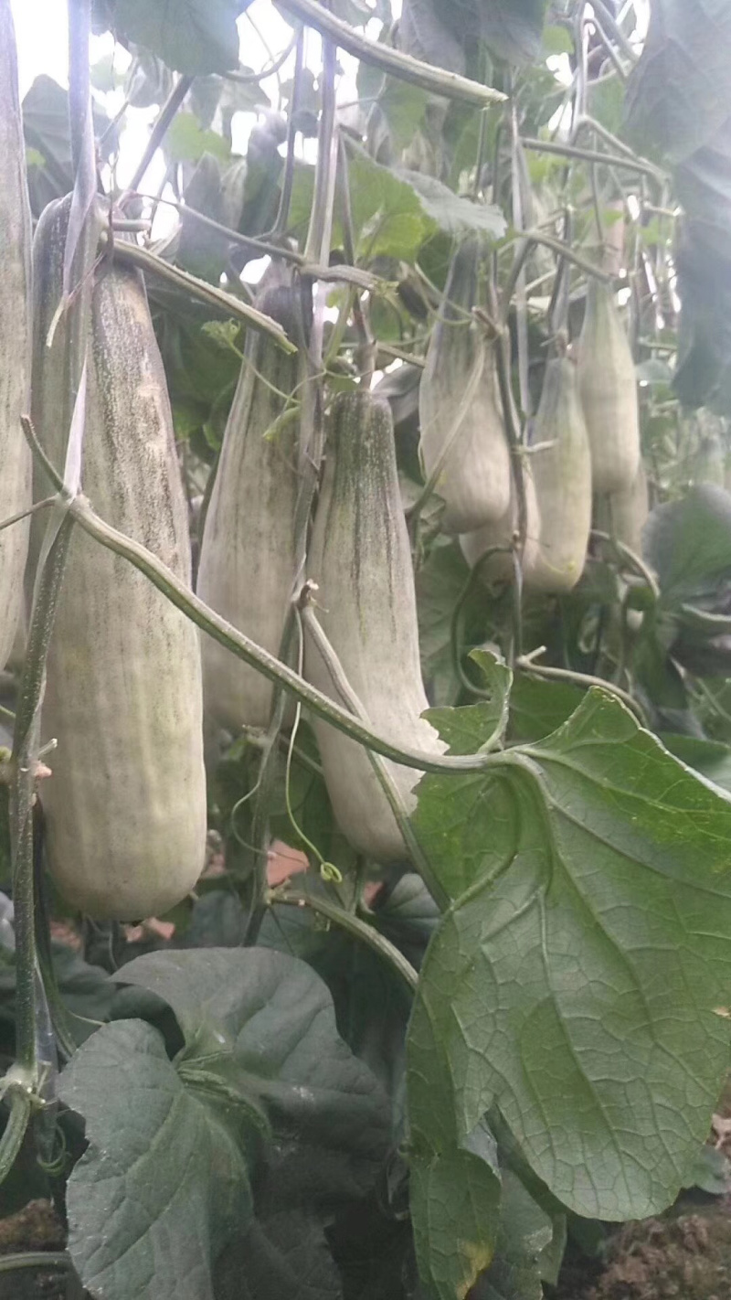 羊角蜜甜瓜苗产量高寿光基地直供品种优良量大