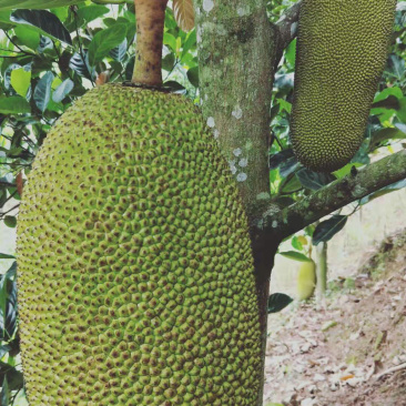 热带水果