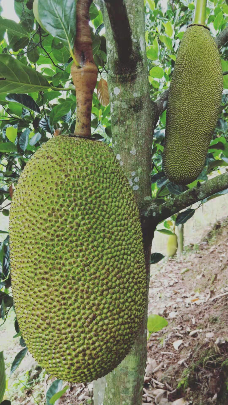 热带水果