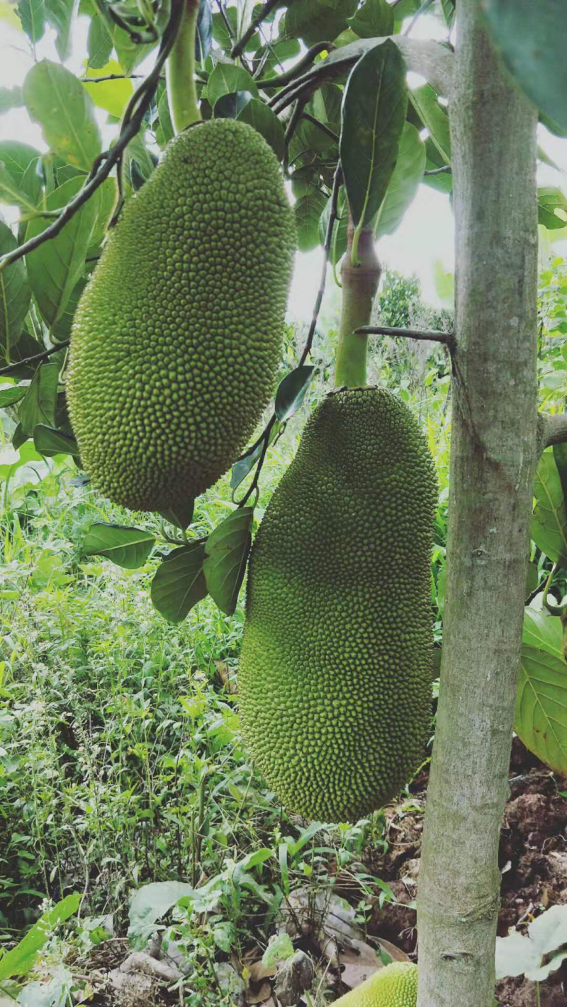 热带水果