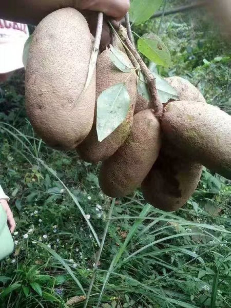 八月瓜
