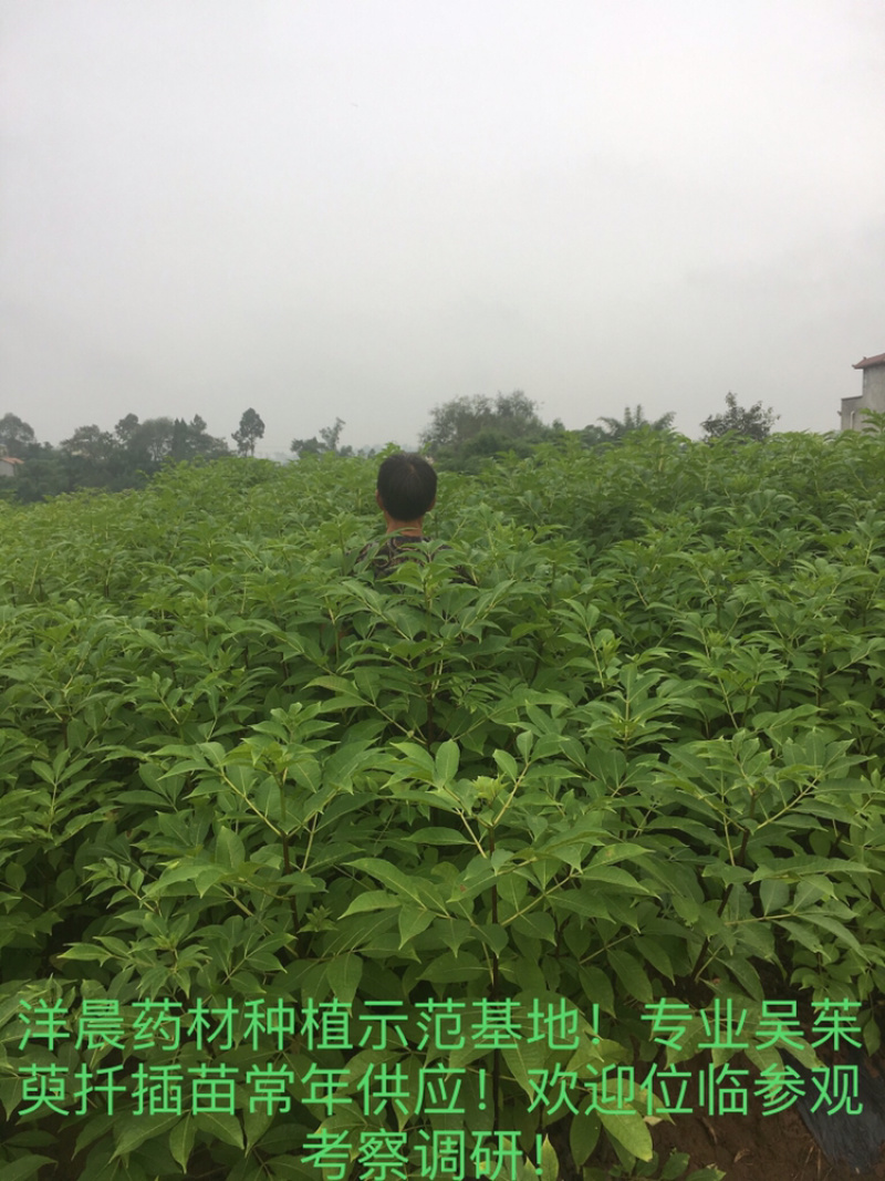 中药材吴茱萸苗中花吴茱萸扦插苗