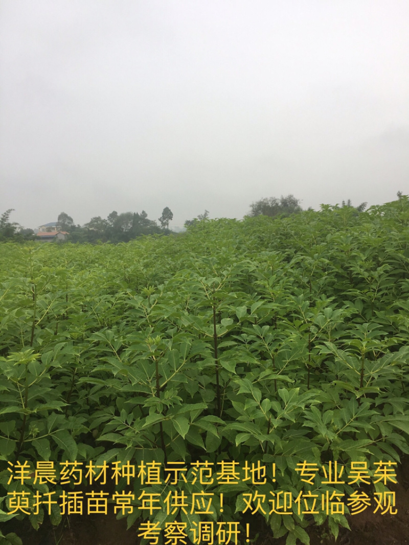 中药材吴茱萸苗中花吴茱萸扦插苗