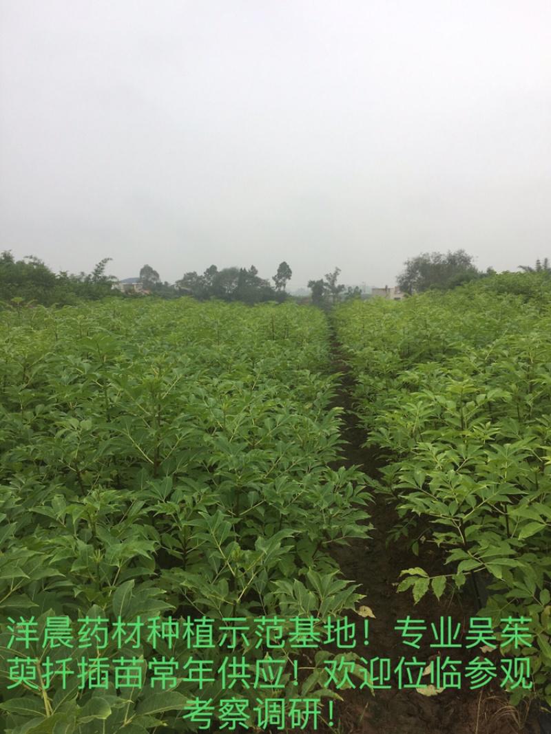 中药材吴茱萸苗中花吴茱萸扦插苗